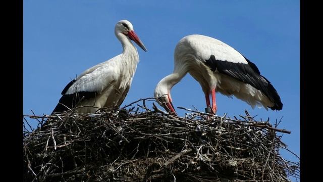 20 августа День Марины-Пимены "Бабий День" Народные приметы Обряды Заговоры. Народный календарь смотреть онлайн