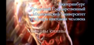 Мышцы спины