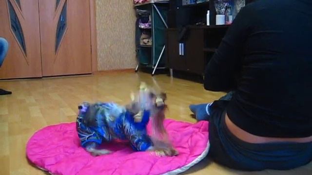 Руди вязка с Леди смотреть онлайн