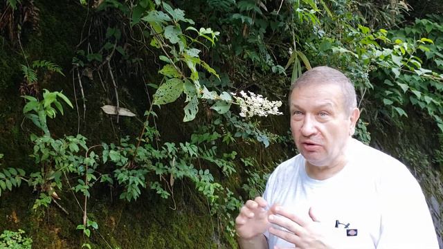 The panicled hydrangea in the wild смотреть онлайн