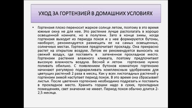 комнатная гортензия смотреть онлайн