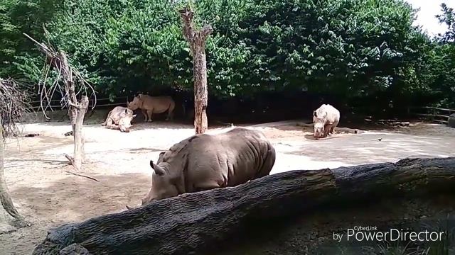Singapore ZOO. Сингапур. Сингапурский зоопарк (2 часть) смотреть онлайн