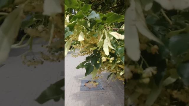 Пешеходная дорожка длиною в 1 км... Проспект Дмитрия Яворницкого (ул. Карла Маркса) смотреть онлайн