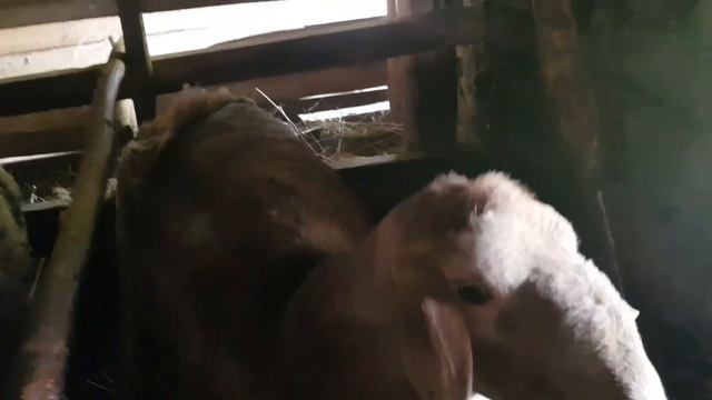 Забой гиссарского барана смотреть онлайн