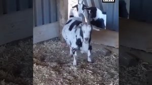 Пьяные козлы 1 ЯНВАРЯ!