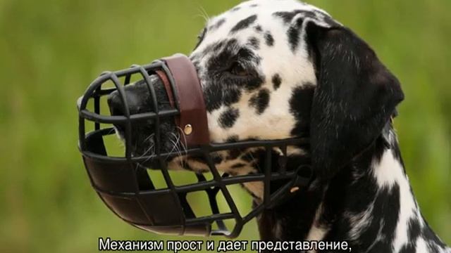 Почему собаки слипаются попами при спаривании смотреть онлайн