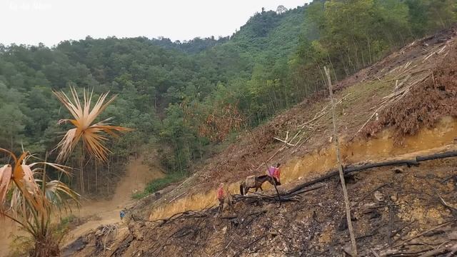 Harvest Longan And Bring It To The Market To Sell, A Peaceful Life With Grandparents | Lý An Nhiên