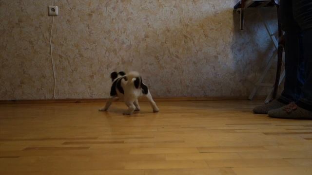 Джек рассел девочка 4 мес смотреть онлайн