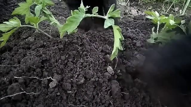 ПОМИДОРЫ. ПОСАДКА РАССАДЫ помидор в открытый грунт ЛЕТОМ/ Урожай отличный!!! смотреть онлайн