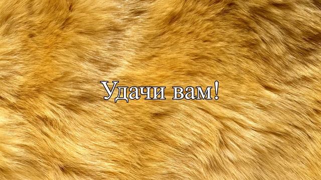 Жестовый язык Урок 6 - Поздравление и Сожаление смотреть онлайн