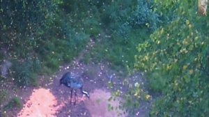 Охота на кабана с вышки.