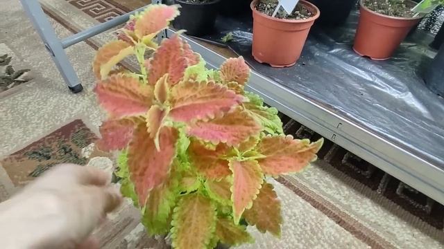 Красота и великолепие колеусов в январе. Обзор всей коллекции. Как сохранить колеусы в доме до весн