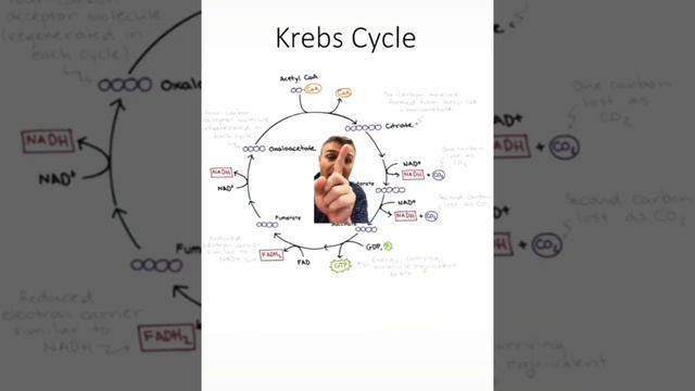 short class#biology #biology #education #biology смотреть онлайн