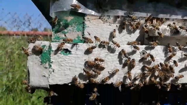 Пасека! Рой выходит и заходит! смотреть онлайн