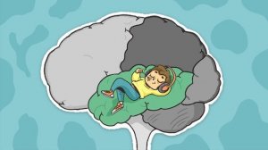 Чевостик: про устройство мозга.