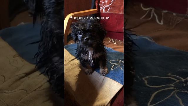 Наша Аркаша #весело #приколы #шутки #пекинес #dog #funny #веселье #собака #щенки #животные смотреть онлайн