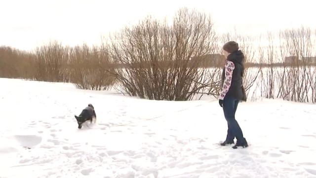 УШИ, ЛАПЫ, ХВОСТ! (СОБАКА МАРТА) смотреть онлайн