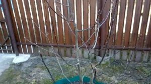 Формировка кустовидной кроны у рябины (на примере рябины шведской)