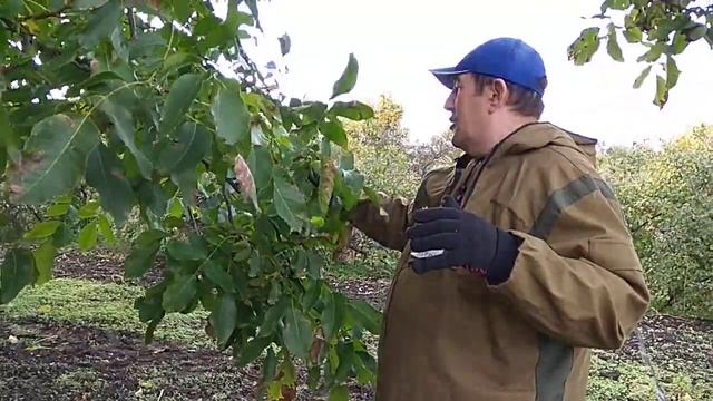 27.09.2021. Грецкий орех на моём участке. смотреть онлайн
