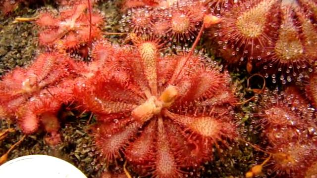 Drosera Spatulata (Fraser Island) ~ Sundew, Carnivorous Plant