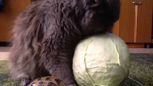 Завтрак черепахи с котом смотреть онлайн