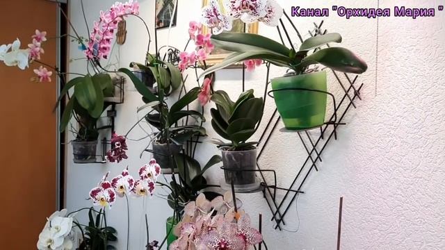 Удивительно!!! Это успех!!! Перестала их...Как там новые орхидеи? Поттер не зимняя вишня! Червец. смотреть онлайн