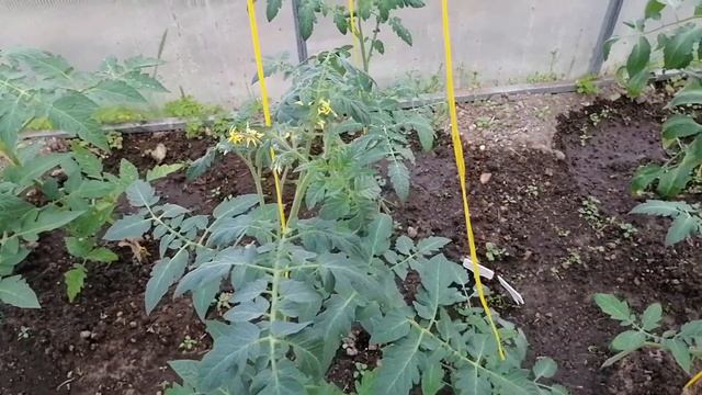 Важная подкормка томатов после высадки в теплицу. смотреть онлайн