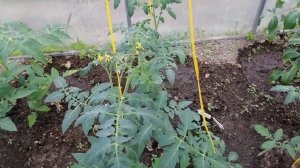 Важная подкормка томатов после высадки в теплицу.