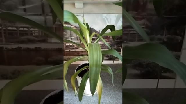 Почему ЮККА пропадает? Смотрите ответ в этом видео! смотреть онлайн