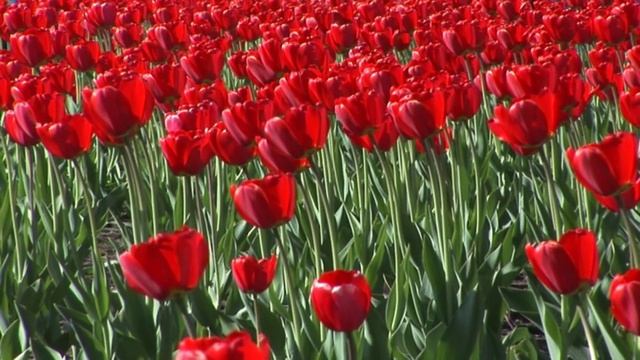 ФУТАЖ Красные тюльпаны - Footage Red tulips смотреть онлайн