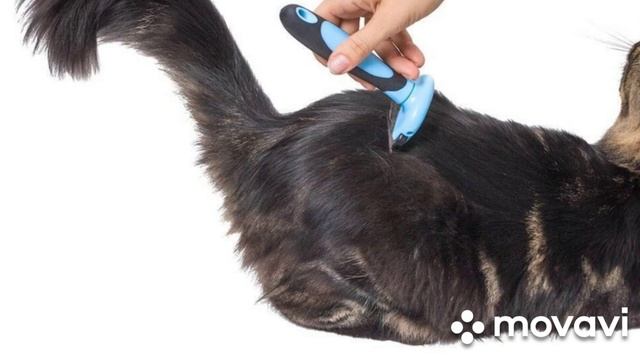 моя кошачка