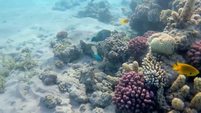 Имам Хамид - " Значение لا إله إِلَّا الله ( Ля иляhа илля Ллаh )".
Урок на кабардинском языке. смотреть онлайн