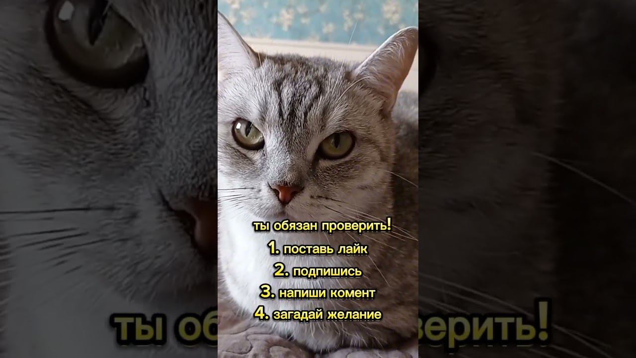 #shorts #sounds #recommended #4k #4kvideo #беззвука #интересно #2024 #нг #имялуна #games #proof смотреть онлайн