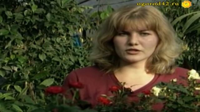 Что любит комнатная роза? смотреть онлайн