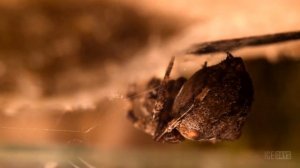 КАКОЙ ВЕС СМОЖЕТ ВЫДЕРЖАТЬ ПАУТИНА И ЧТО СЛУЧИЛОСЬ С  НАШИМ ПАУКОМ?