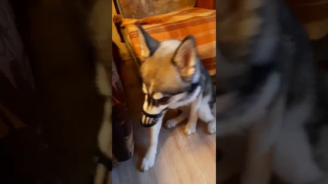 Напакостили смотреть онлайн