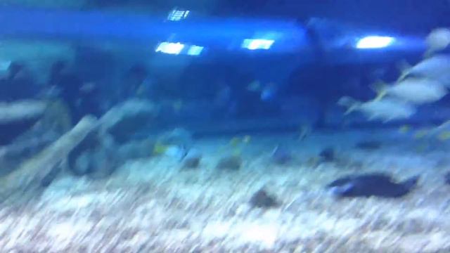 Рыбы монстры🐠-👻-💀 смотреть онлайн