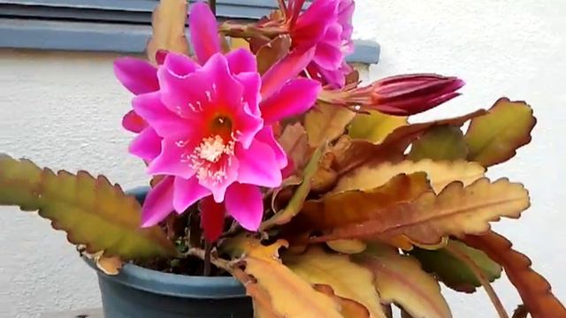 epiphyllum 2013 смотреть онлайн