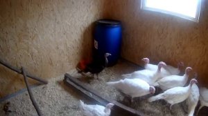 Как живут наши индюки? Построили индюшатник!