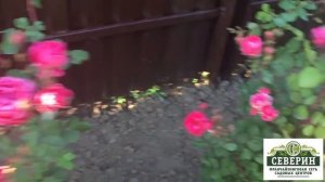 Канадские розы.  Обзор сортов.