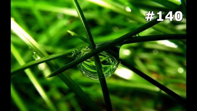 #140. Цветы и растения - самые яркие цветы смотреть онлайн