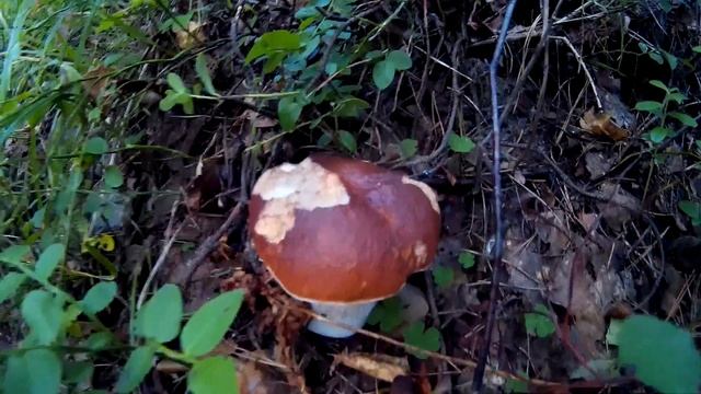 Разведка по Грибы, на даче в Сентябре | Рядом с участком, растут даже Белые грибы | Mushrooms смотреть онлайн