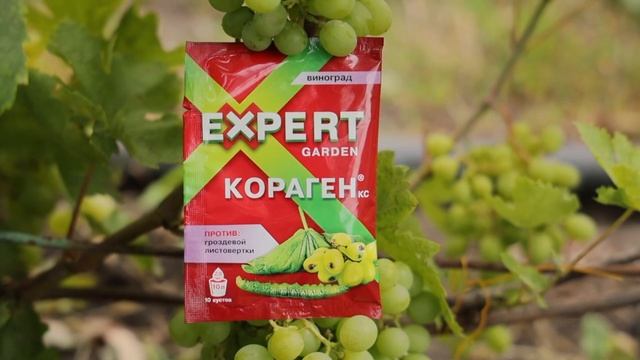 ЭТО средство защитит виноград от вредителей смотреть онлайн