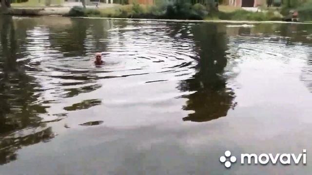 Собираюсь купаться до холодов и мне нужна компания, чтоб не передумать! Особенная доча и рыбаки!