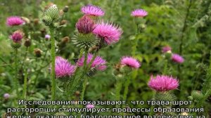 Трава расторопша: описание, свойства и применение