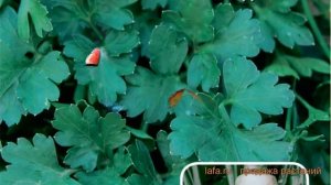 Петрушка корневой Универсал листовая ? обзор: как сажать, семена петрушки Универсал листовая