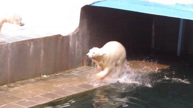 Медвежата играют в воде 26.07.2019 смотреть онлайн