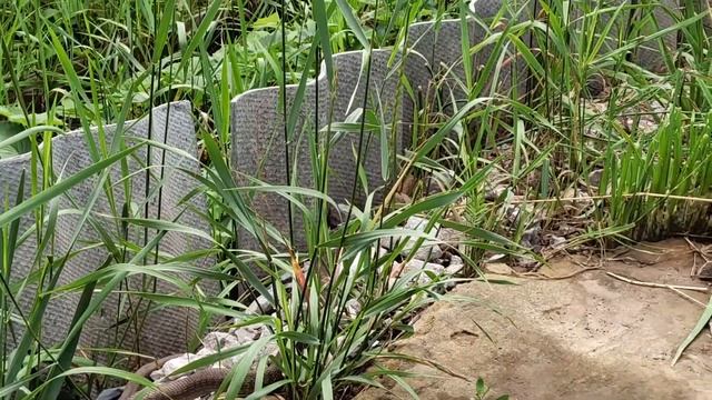 Непрошеный гость. Змея на дачном участке. смотреть онлайн