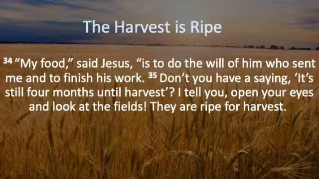 The Quest Bible Study: Harvest Season смотреть онлайн