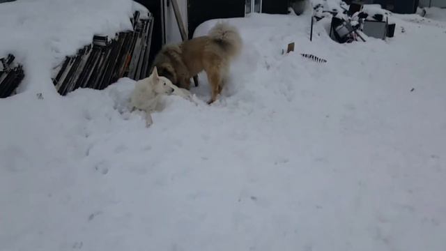Кавказская овчарка Миха и БШО Даша опять весь день в боях Миха поддался смотреть онлайн